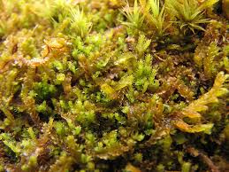 Attēlu rezultāti vaicājumam “Lophozia longidens”