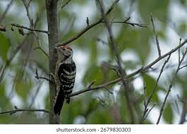 Attēlu rezultāti vaicājumam “Dendrocopos minor female”