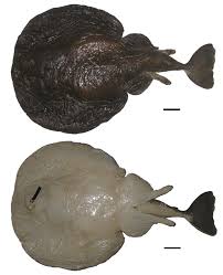 Image result for Tetronarce nobiliana