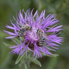 Image result for Flockenblume