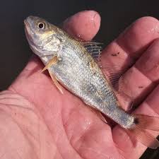 Image result for Sciaenops ocellatus