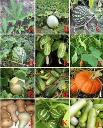 Attēlu rezultāti vaicājumam “Cucurbitaceae”