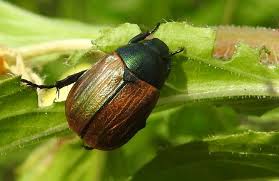 Attēlu rezultāti vaicājumam “Anomala dubia”