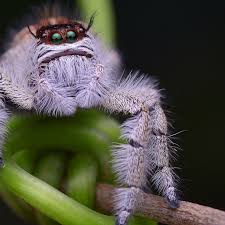 Image result for spider