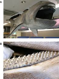 Image result for Sphyrna mokarran