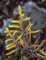 Attēlu rezultāti vaicājumam “Hamatocaulis vernicosus”