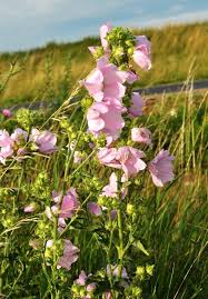Image result for Lavatera thuringiaca