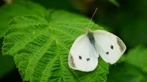 Attēlu rezultāti vaicājumam “Cabera pusaria male”