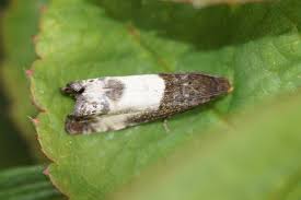 Attēlu rezultāti vaicājumam “Notocelia cynosbatella”