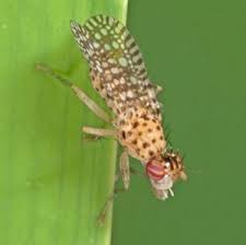 Attēlu rezultāti vaicājumam “Sciomyzidae”