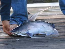 Image result for Bagre marinus