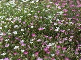 Attēlu rezultāti vaicājumam “Gypsophila muralis”