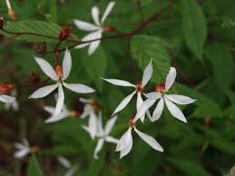 Attēlu rezultāti vaicājumam “Gillenia trifoliata flower”