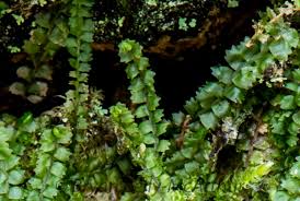 Attēlu rezultāti vaicājumam “Barbilophozia barbata”