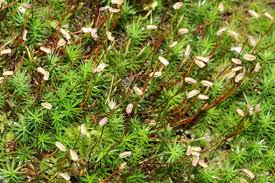 Attēlu rezultāti vaicājumam “Polytrichum formosum”