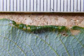 Attēlu rezultāti vaicājumam “Rabdophaga salicis”