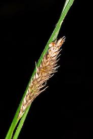 Attēlu rezultāti vaicājumam “Carex lasiocarpa male flower”