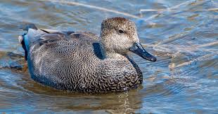 Attēlu rezultāti vaicājumam “Anas strepera”