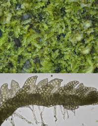 Attēlu rezultāti vaicājumam “Cephalozia connivens”