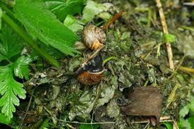 Attēlu rezultāti vaicājumam “Arianta arbustorum”