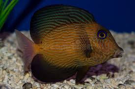 Image result for Ctenochaetus hawaiiensis