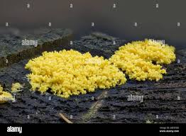 Attēlu rezultāti vaicājumam “Fuligo septica cf. rufa”