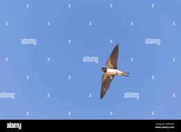Attēlu rezultāti vaicājumam “Hirundo rustica juvenile”