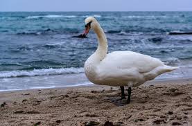 Attēlu rezultāti vaicājumam “Cygnus olor adult”