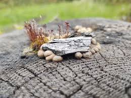 Attēlu rezultāti vaicājumam “Lycogala botrydium plasmodium”