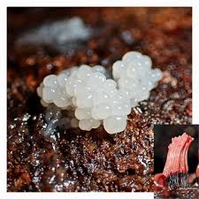 Attēlu rezultāti vaicājumam “Diachea subsessilis”