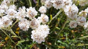 Attēlu rezultāti vaicājumam “Antennaria dioica male flower”