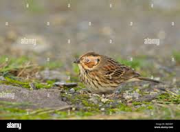 Image result for Emberiza pusilla