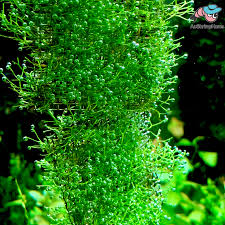 Attēlu rezultāti vaicājumam “Riccia rhenana”