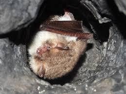 Attēlu rezultāti vaicājumam “Myotis nattereri”