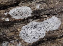 Attēlu rezultāti vaicājumam “Campylophyllum calcareum sporophyte”