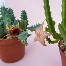 Attēlu rezultāti vaicājumam “Asclepiadaceae”