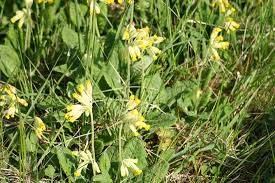 Image result for Himmelschlüssel