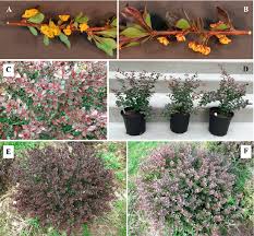 Attēlu rezultāti vaicājumam “Berberis thunbergii flower”