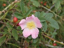 Attēlu rezultāti vaicājumam “Rosa subcanina”