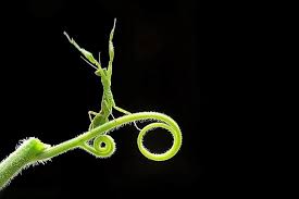 Attēlu rezultāti vaicājumam “macro”