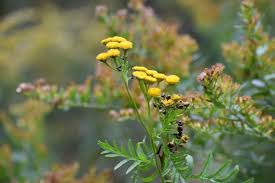 Attēlu rezultāti vaicājumam “Tanacetum vulgare”