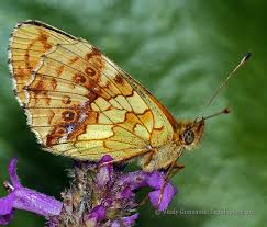 Attēlu rezultāti vaicājumam “Brenthis ino upperside”