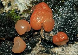 Attēlu rezultāti vaicājumam “Craterocolla cerasi”