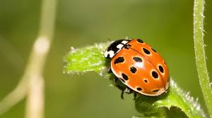 Attēlu rezultāti vaicājumam “Anatis ocellata”