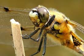 Attēlu rezultāti vaicājumam “Libellula quadrimaculata exuvia”