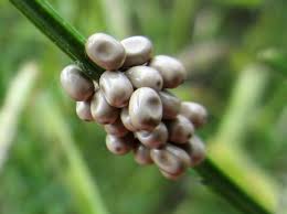 Attēlu rezultāti vaicājumam “Cribraria rubiginosa macro”