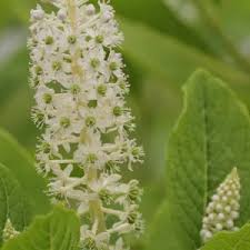 Attēlu rezultāti vaicājumam “Phytolacca acinosa leaf”