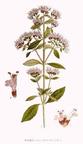 Image result for Origanum vulgare