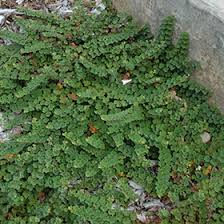 Attēlu rezultāti vaicājumam “Cribraria rubiginosa macro”