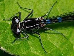 Attēlu rezultāti vaicājumam “Coenagrion pulchellum male”
